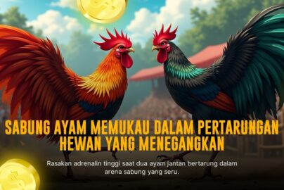 Pukulan Andal Ayam Bangkok di Sabung Ayam SV388