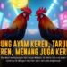 Mengenal Ayam Bangkok: Raja Sabung Ayam dengan Odds Tinggi