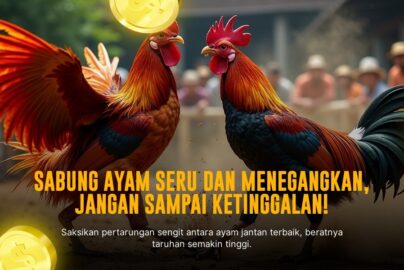 Membedah Jenis Ayam Bangkok Dalam Sabung Ayam SV388