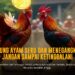 Membedah Jenis Ayam Bangkok Dalam Sabung Ayam SV388