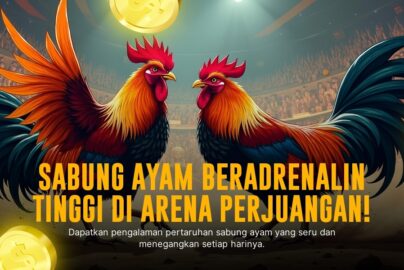 Mengenal Ayam Bangkok: Raja Sabung Ayam Modern
