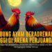 Mengenal Ayam Bangkok: Raja Sabung Ayam Modern