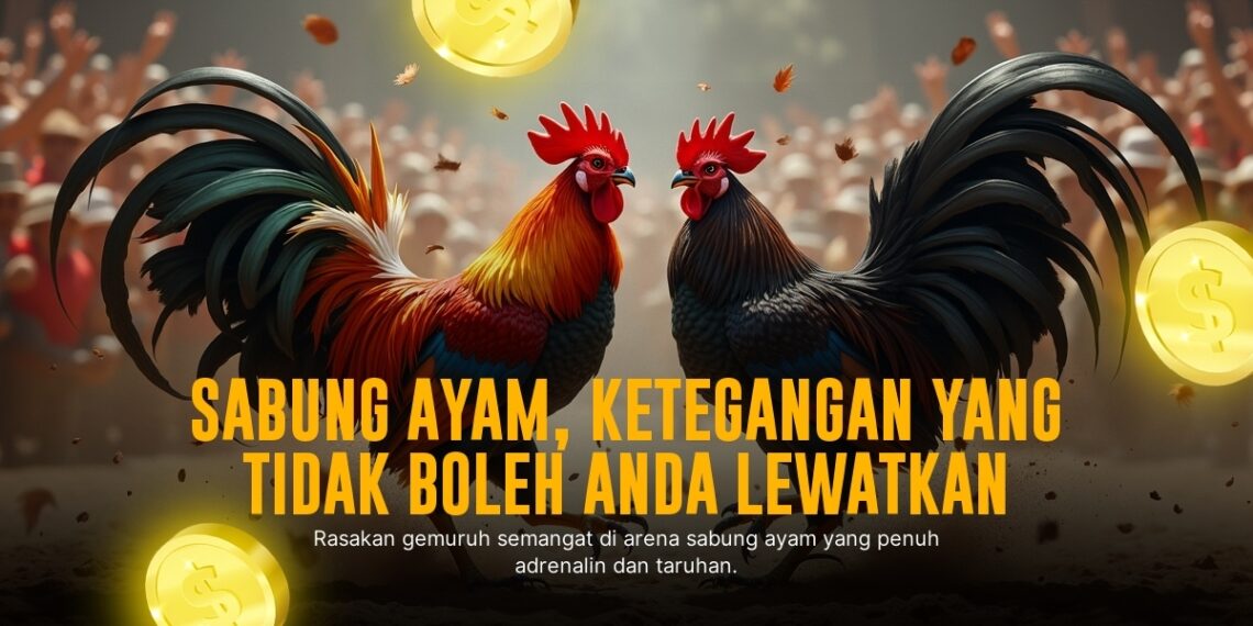 Mengenal Jenis Ayam Aduan Terpopuler di Sabung Ayam SV388