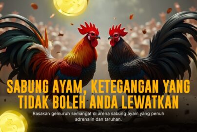 Mengenal Jenis Ayam Aduan Terpopuler di Sabung Ayam SV388