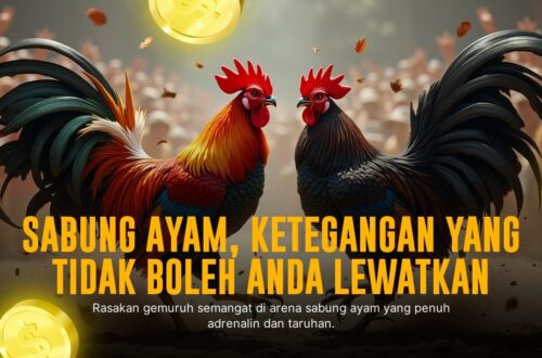 Mengenal Jenis Ayam Aduan Terpopuler di Sabung Ayam SV388