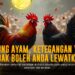 Mengenal Jenis Ayam Aduan Terpopuler di Sabung Ayam SV388