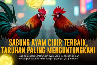 Mengenal Sabung Ayam Birma: Raja Adu Tarung Ayam