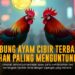Mengenal Sabung Ayam Birma: Raja Adu Tarung Ayam