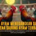 Keunggulan SV388: Platform Sabung Ayam Terpercaya