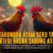 Mengenal Jenis Ayam Bangkok S128 Dalam Dunia Sabung Ayam