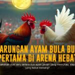 Mengupas Jenis Ayam Bangkok dalam Sabung Ayam SV388