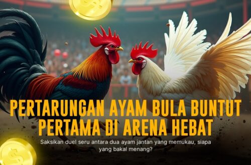 Mengupas Jenis Ayam Bangkok dalam Sabung Ayam SV388