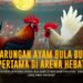 Mengupas Jenis Ayam Bangkok dalam Sabung Ayam SV388