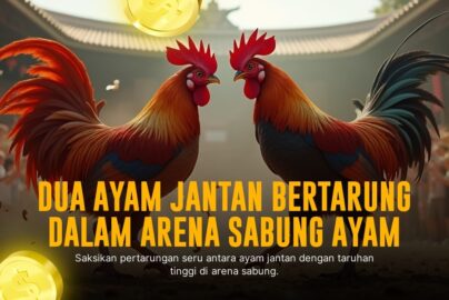 Rahasia Ayam Bangkok: Raja di Arena Sabung Ayam