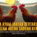 Rahasia Ayam Bangkok: Raja di Arena Sabung Ayam