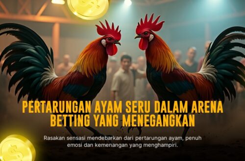 Mengenal Jenis Ayam Bangkok di Sabung Ayam SV388