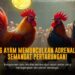 Mengenal SV388: Platform Sabung Ayam Modern dengan Odds Menarik